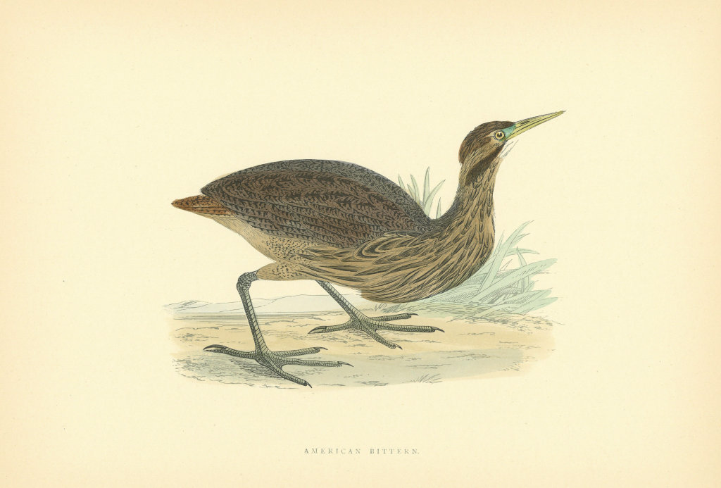 American Bittern. Morris's British Birds. Antique colour print 1903 old