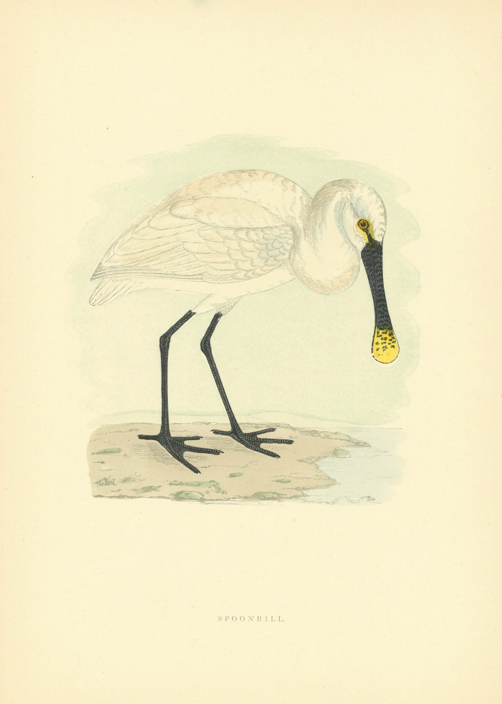 Spoonbill. Morris's British Birds. Antique colour print 1903 old