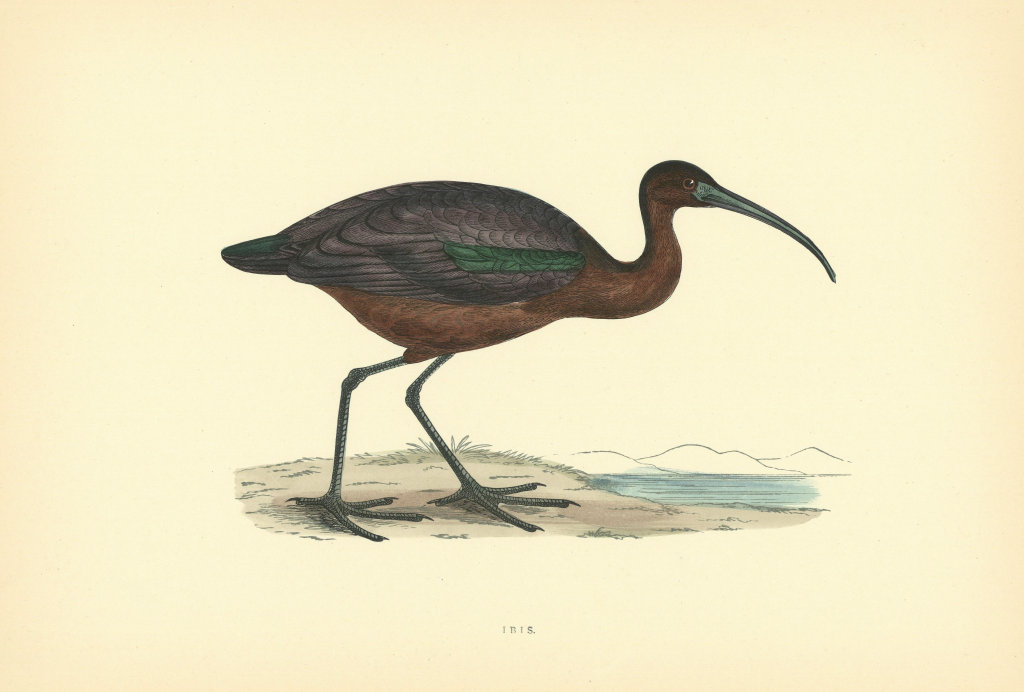 Ibis. Morris's British Birds. Antique colour print 1903 old