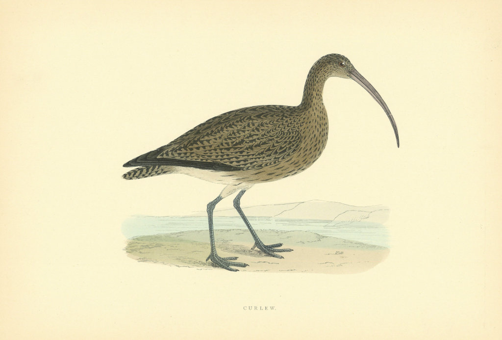 Curlew. Morris's British Birds. Antique colour print 1903 old