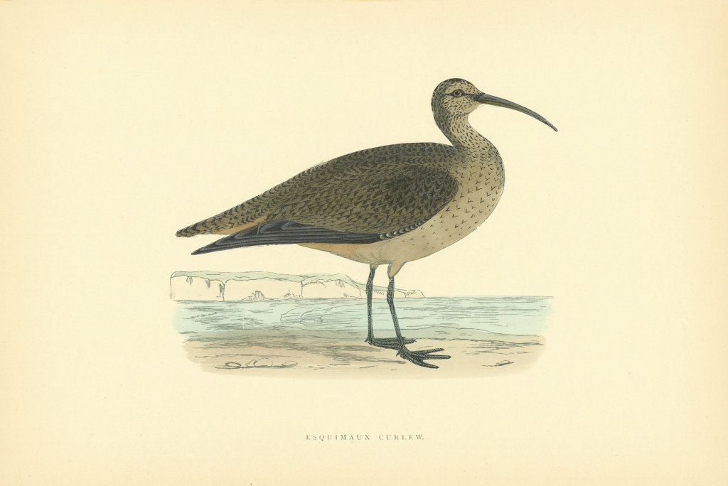 Esquimaux Curlew. Morris's British Birds. Antique colour print 1903 old