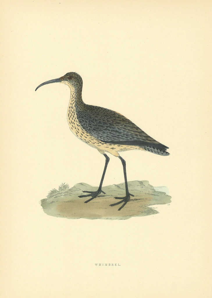 Whimbrel. Morris's British Birds. Antique colour print 1903 old