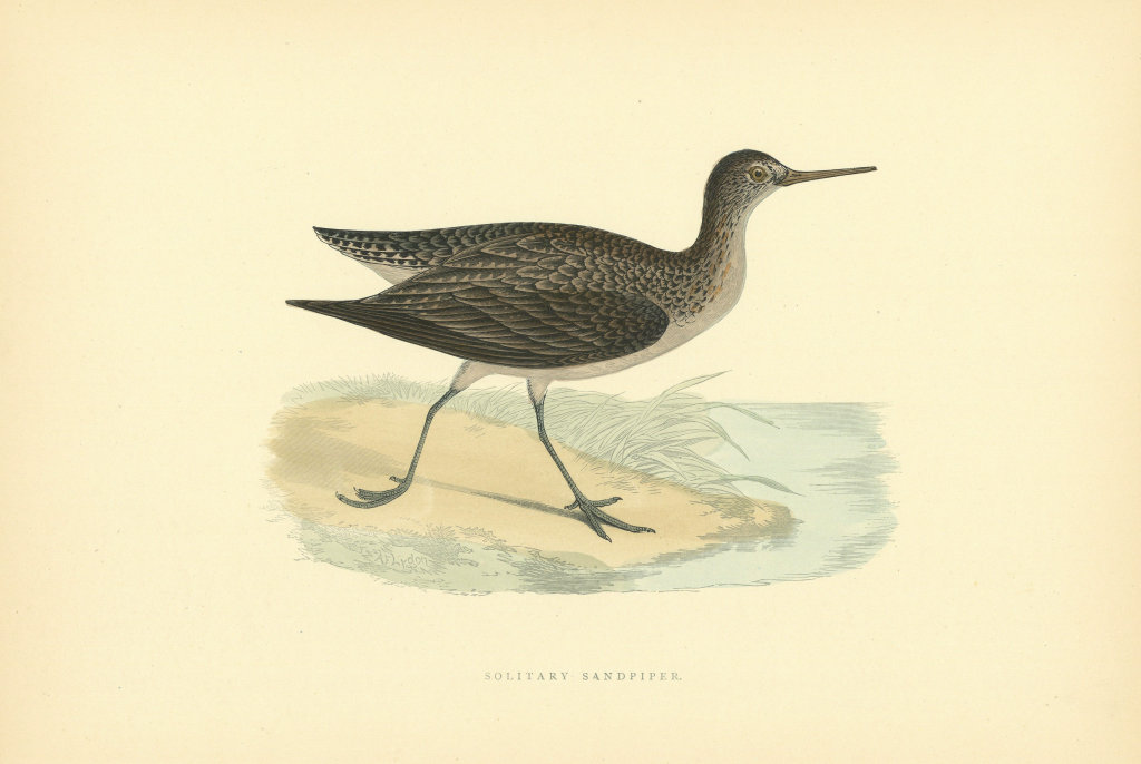 Solitary Sandpiper. Morris's British Birds. Antique colour print 1903