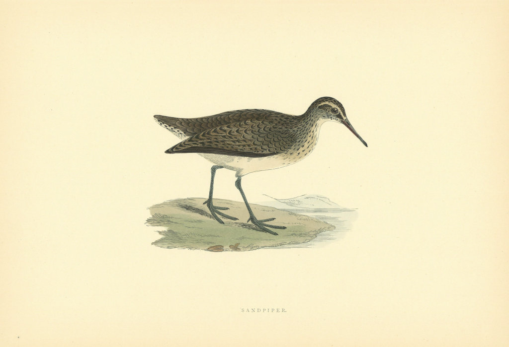Common Sandpiper. Morris's British Birds. Antique colour print 1903 old