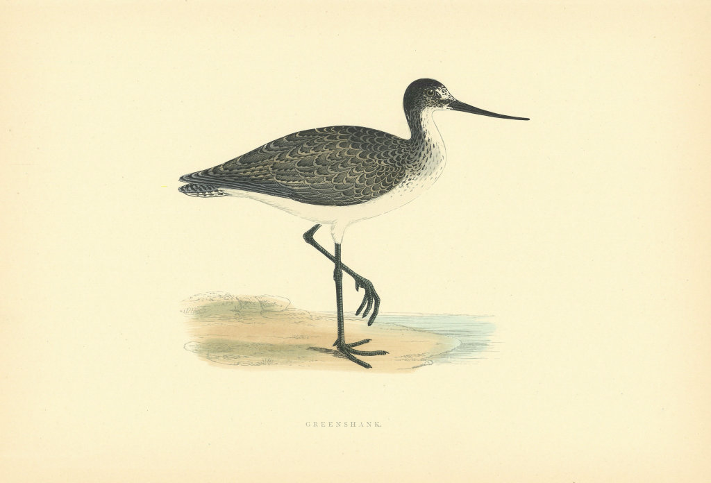 Greenshank. Morris's British Birds. Antique colour print 1903 old