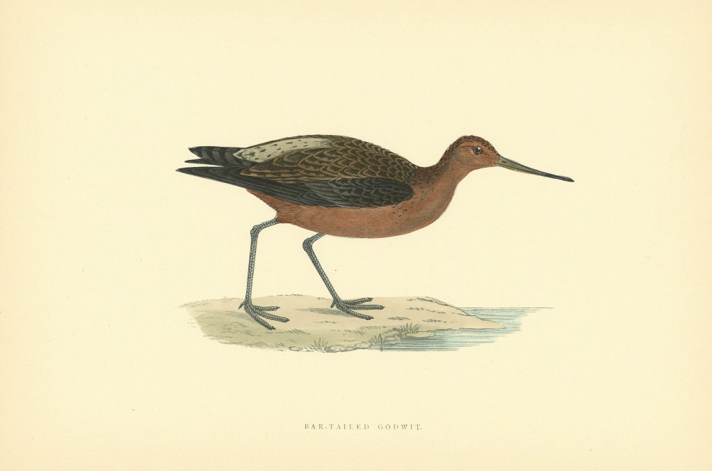 Bar-tailed Godwit. Morris's British Birds. Antique colour print 1903 old