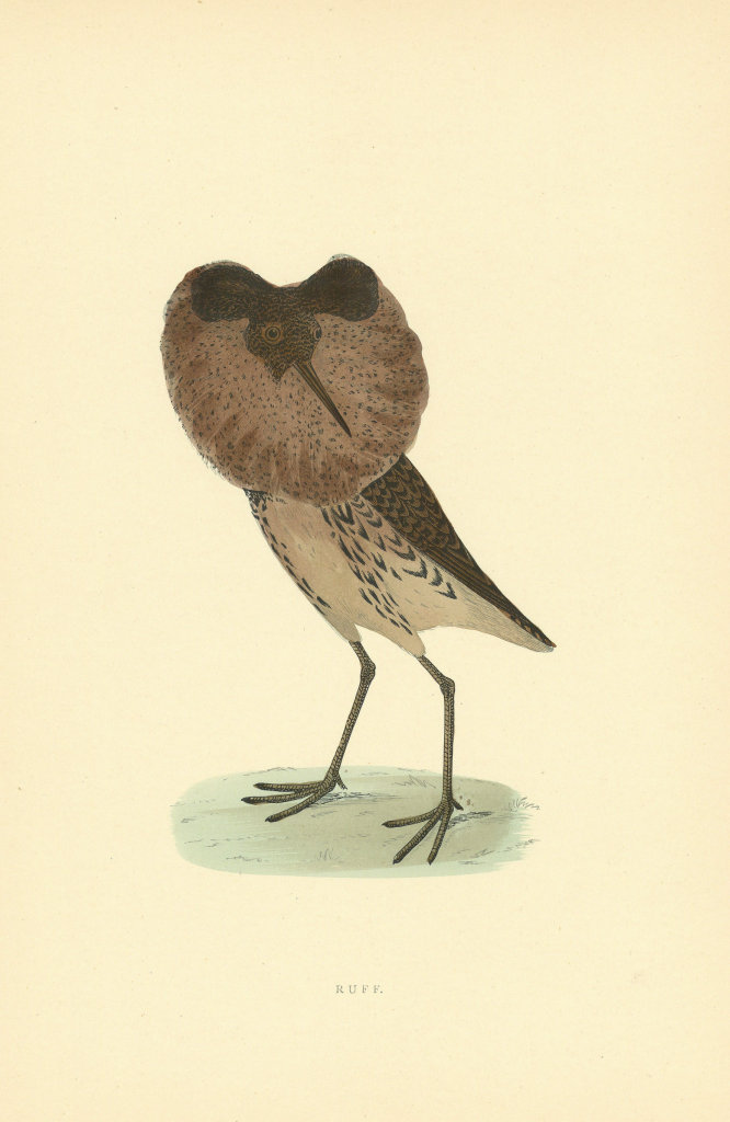 Ruff. Morris's British Birds. Antique colour print 1903 old