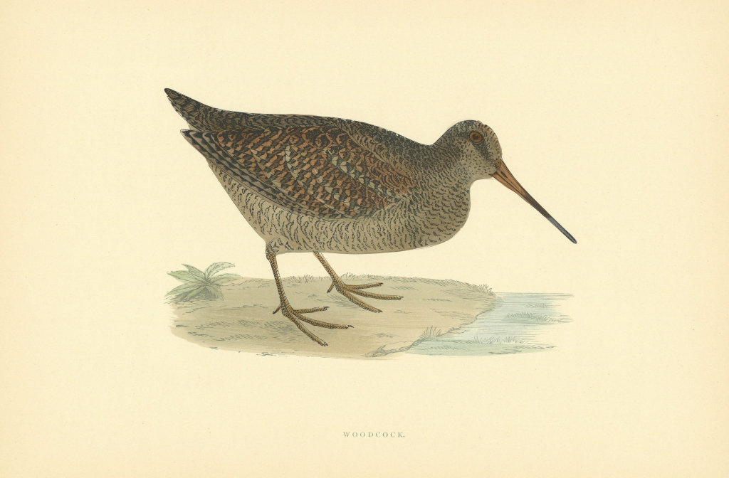 Woodcock. Morris's British Birds. Antique colour print 1903 old