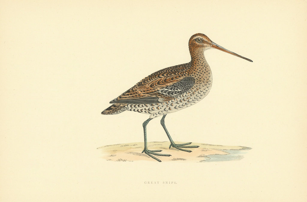 Great Snipe. Morris's British Birds. Antique colour print 1903 old