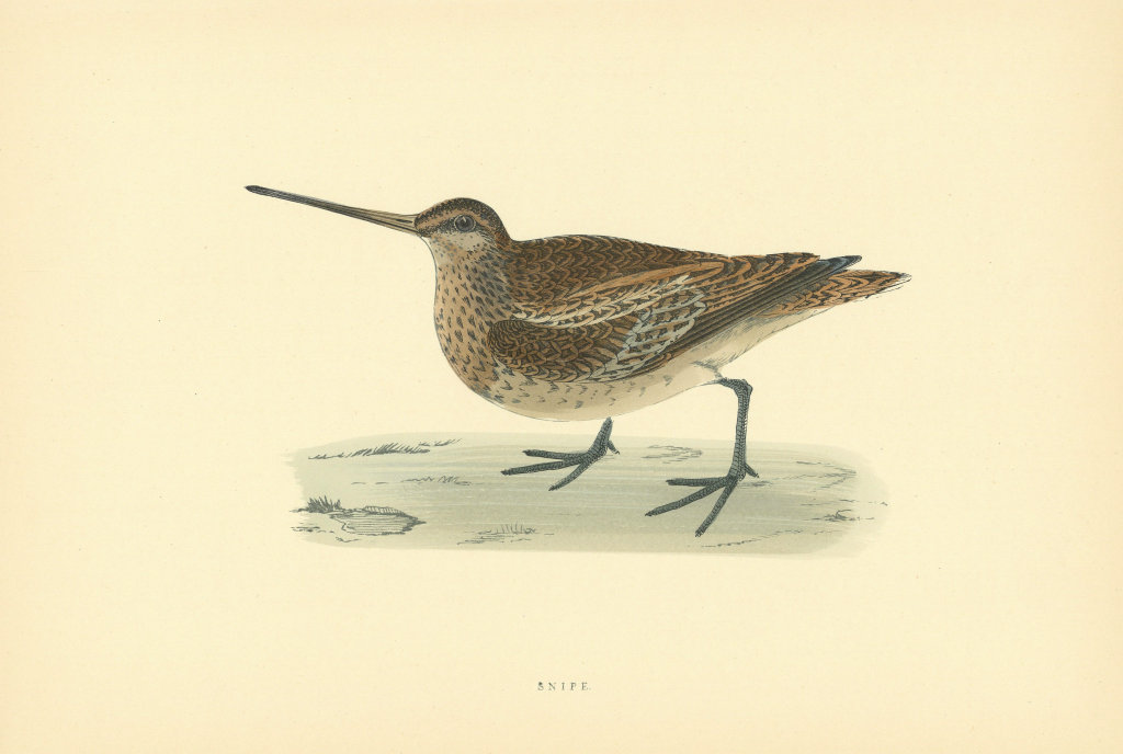 Common Snipe. Morris's British Birds. Antique colour print 1903 old