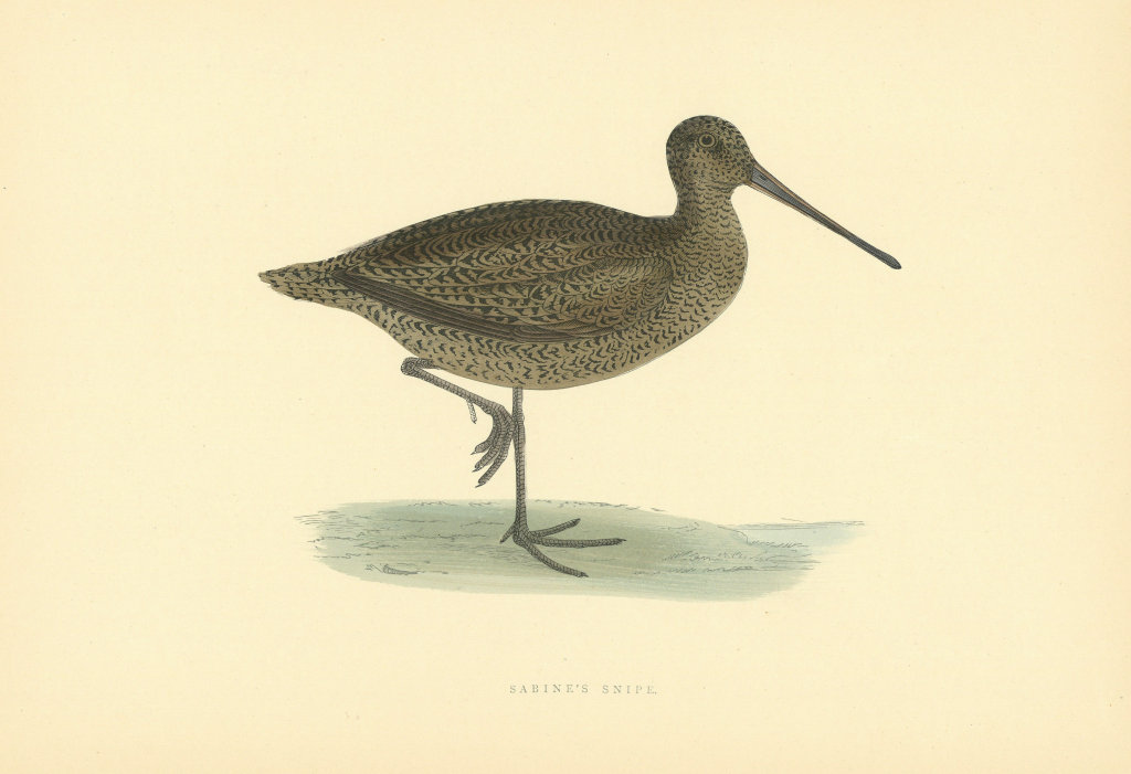 Sabine's Snipe. Morris's British Birds. Antique colour print 1903 old