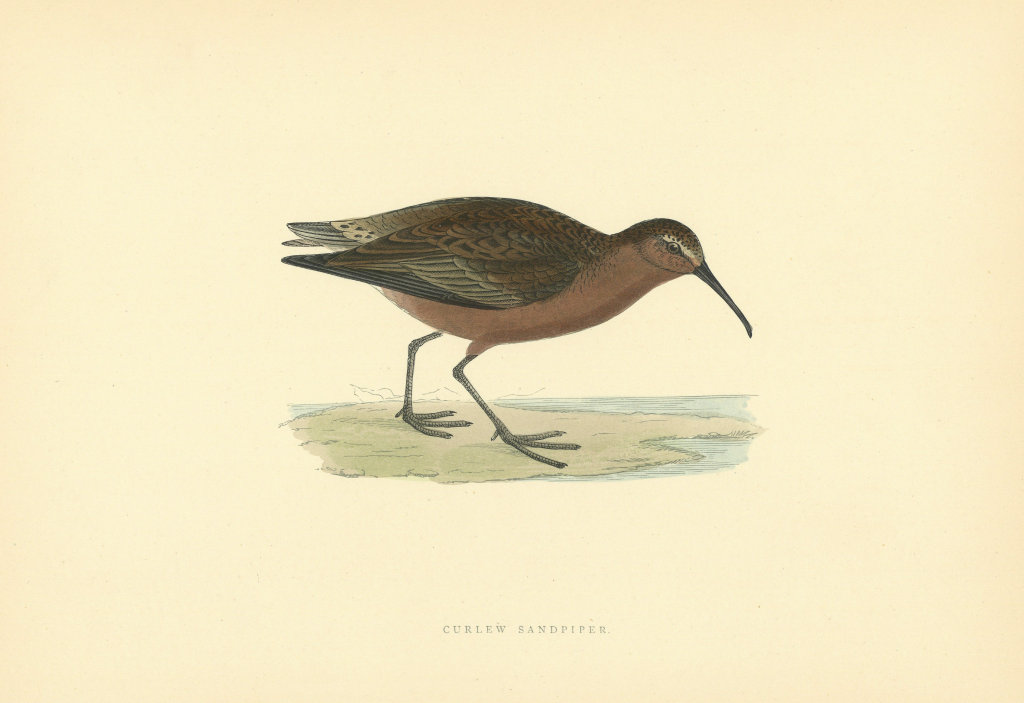 Curlew Sandpiper. Morris's British Birds. Antique colour print 1903 old