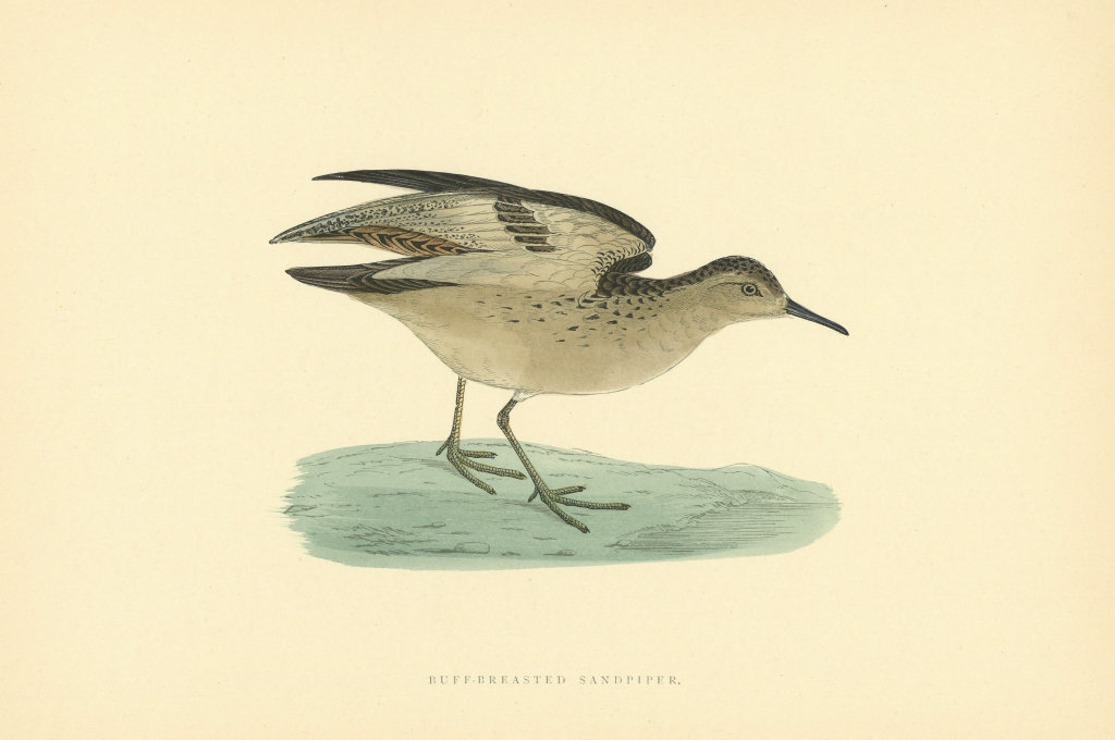 Buff-breasted Sandpiper. Morris's British Birds. Antique colour print 1903