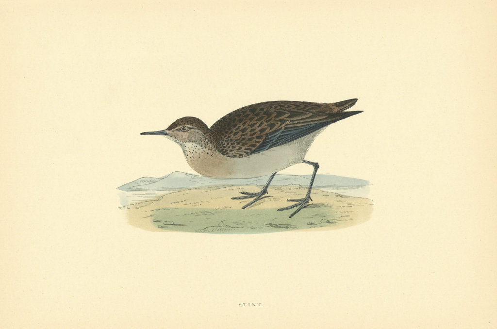 Stint. Morris's British Birds. Antique colour print 1903 old