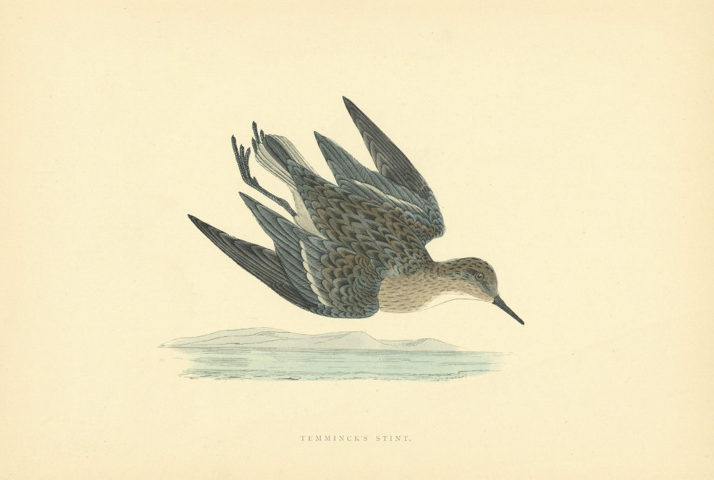 Temminck's Stint. Morris's British Birds. Antique colour print 1903 old