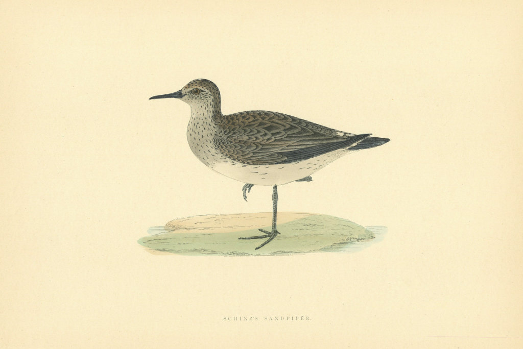 Associate Product Schinz's Sandpiper. Morris's British Birds. Antique colour print 1903