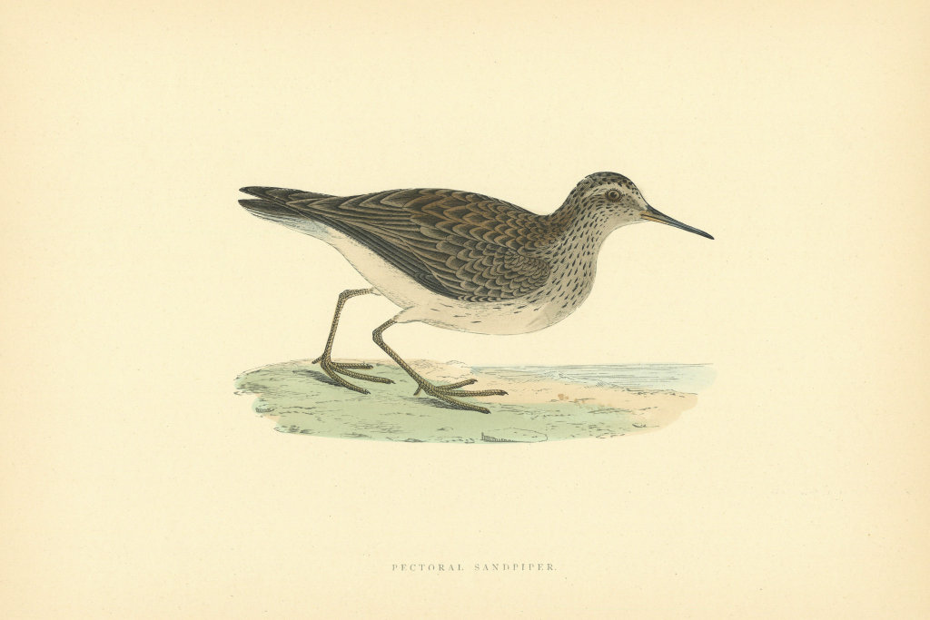 Pectoral Sandpiper. Morris's British Birds. Antique colour print 1903