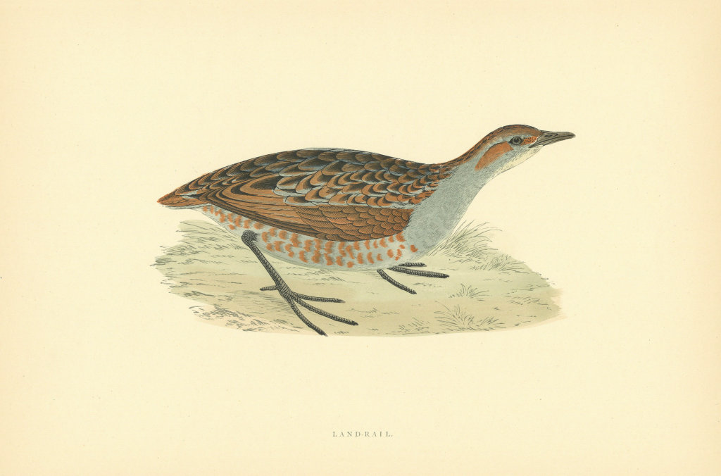 Land-rail. Morris's British Birds. Antique colour print 1903 old