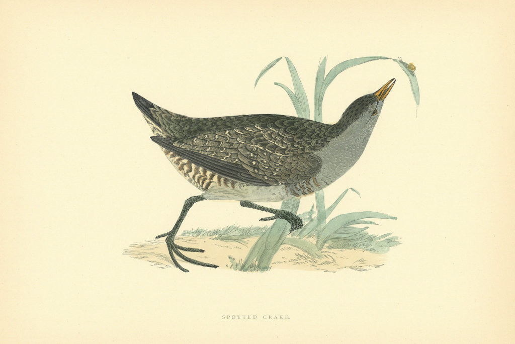 Spotted Crake. Morris's British Birds. Antique colour print 1903 old