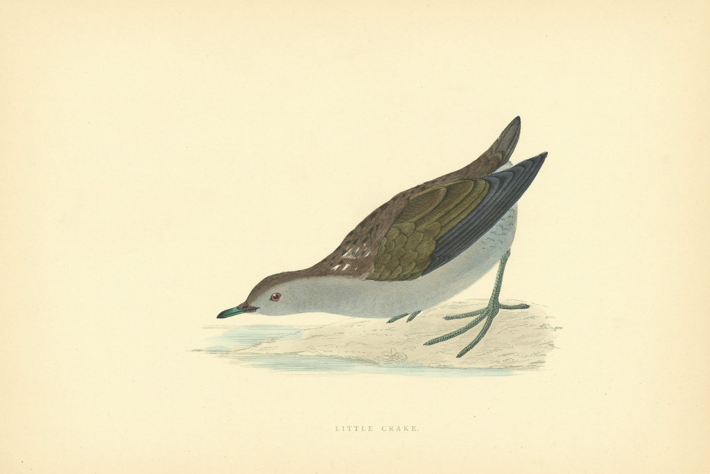 Little Crake. Morris's British Birds. Antique colour print 1903 old