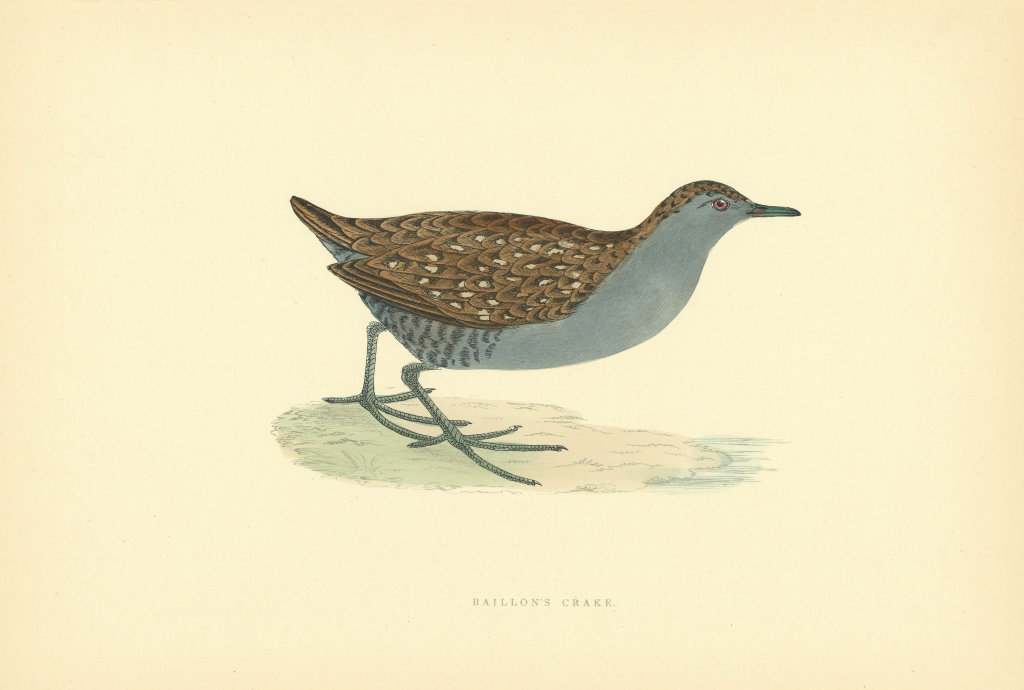 Baillon's Crake. Morris's British Birds. Antique colour print 1903 old