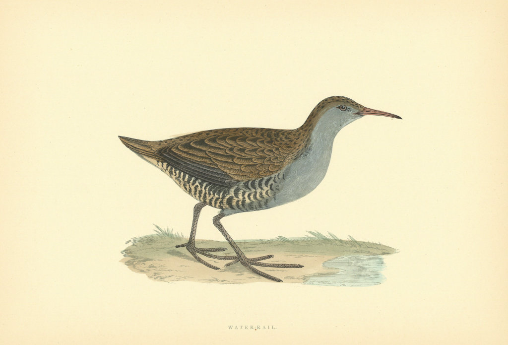 Water-Rail. Morris's British Birds. Antique colour print 1903 old