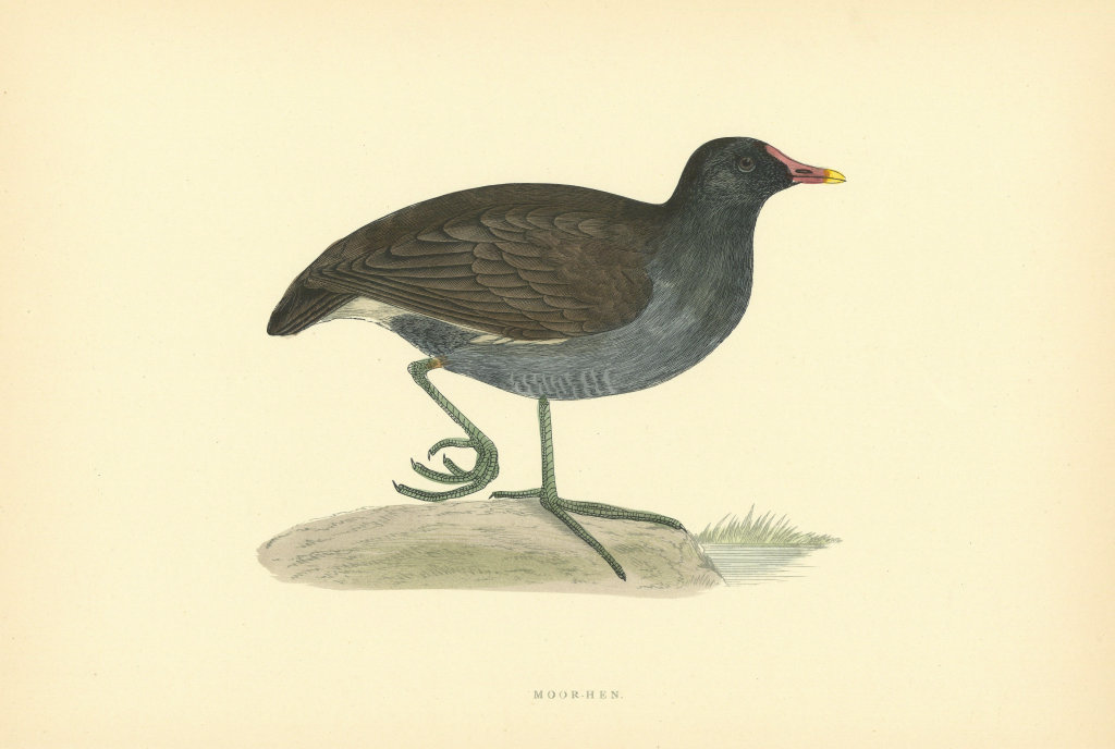 Moor-hen. Morris's British Birds. Antique colour print 1903 old