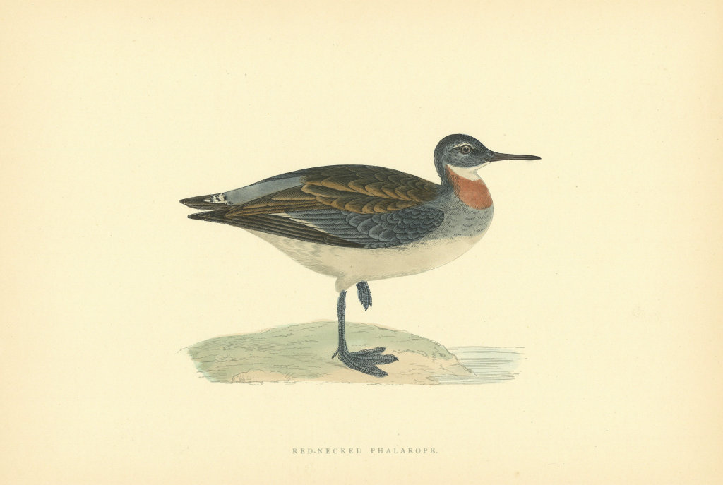Red-necked Phalarope. Morris's British Birds. Antique colour print 1903