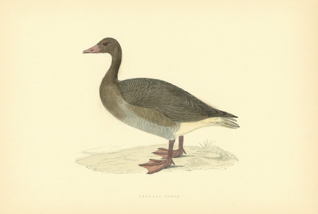 Grey-lag Goose. Morris's British Birds. Antique colour print 1903 old