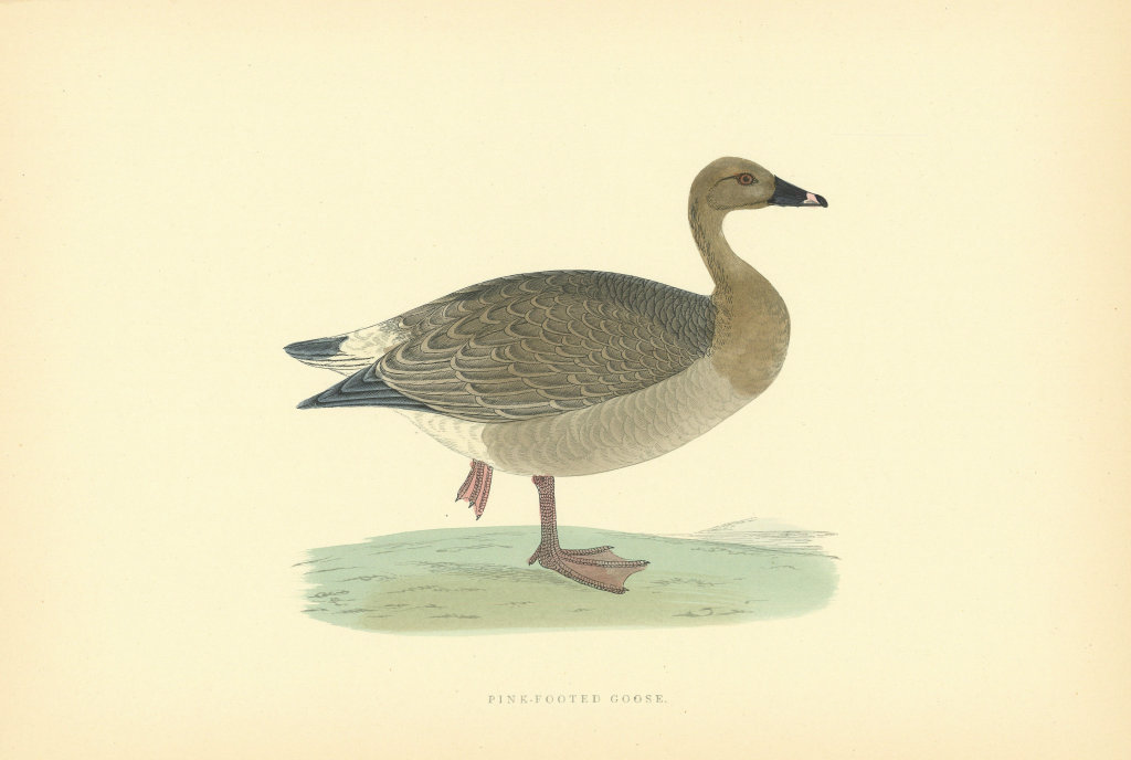 Pink-footed Goose. Morris's British Birds. Antique colour print 1903 old