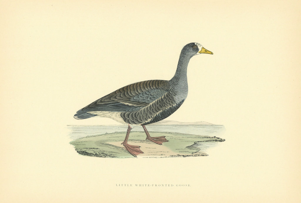 Little White-fronted Goose. Morris's British Birds. Antique colour print 1903