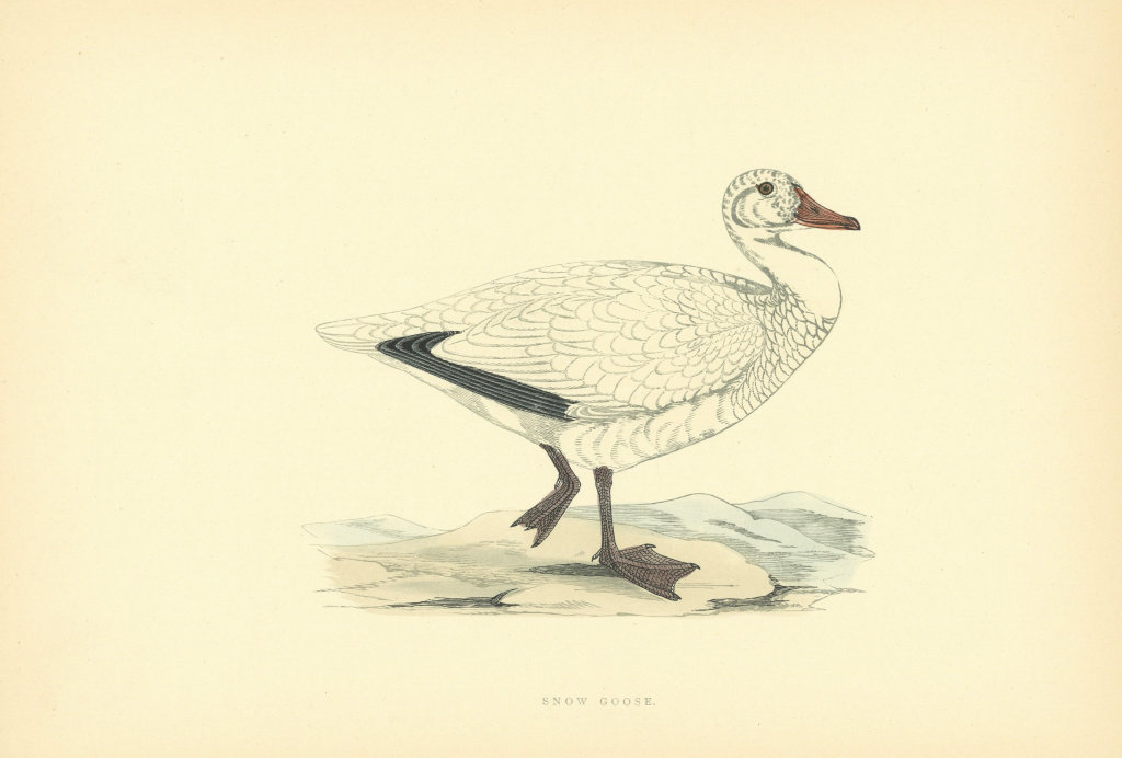 Snow Goose. Morris's British Birds. Antique colour print 1903 old