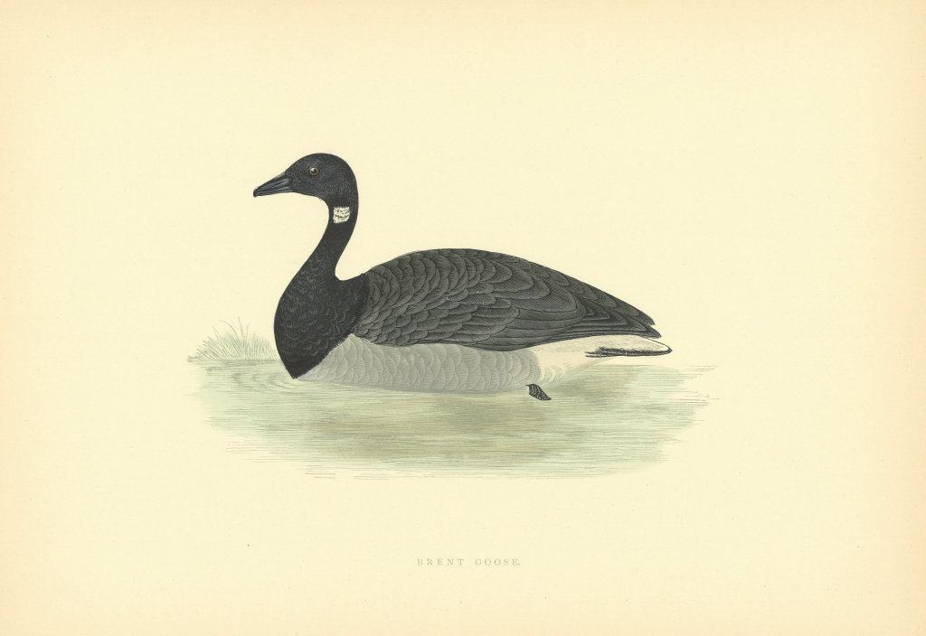 Brent Goose. Morris's British Birds. Antique colour print 1903 old