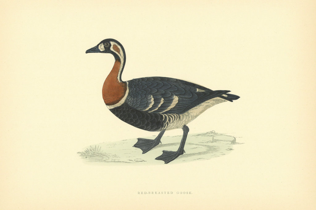 Red-breasted Goose. Morris's British Birds. Antique colour print 1903