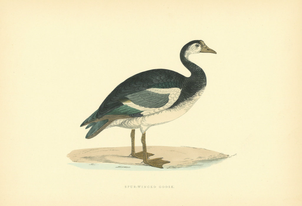 Spur-Winged Goose. Morris's British Birds. Antique colour print 1903 old