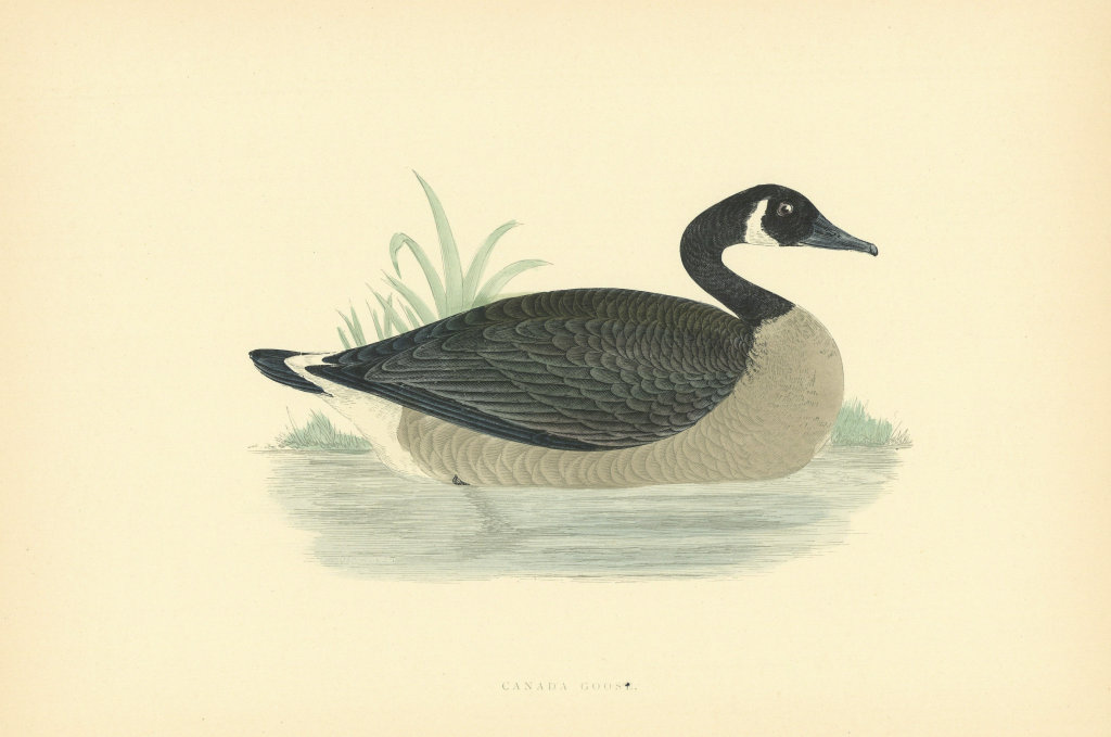 Canada Goose. Morris's British Birds. Antique colour print 1903 old