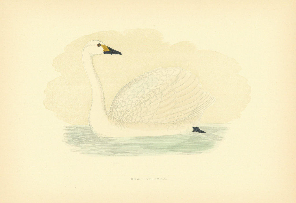 Associate Product Bewick's Swan. Morris's British Birds. Antique colour print 1903 old