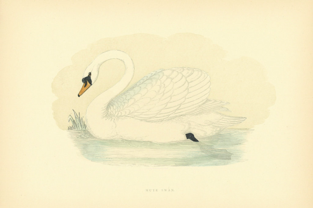 Mute Swam. Morris's British Birds. Antique colour print 1903 old