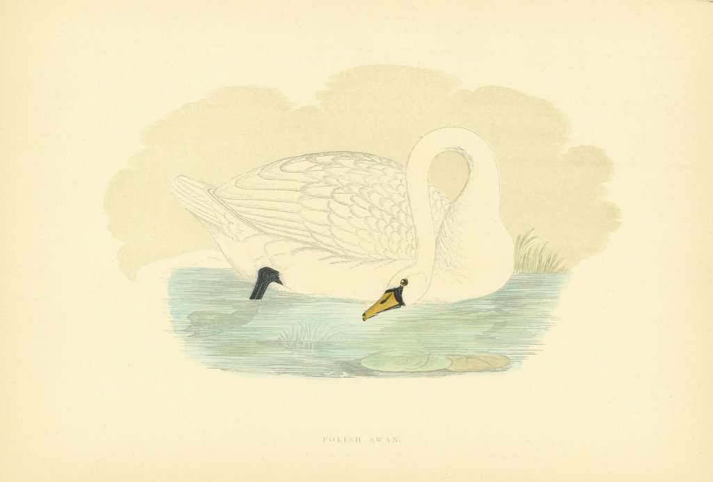 Polish Swan. Morris's British Birds. Antique colour print 1903 old