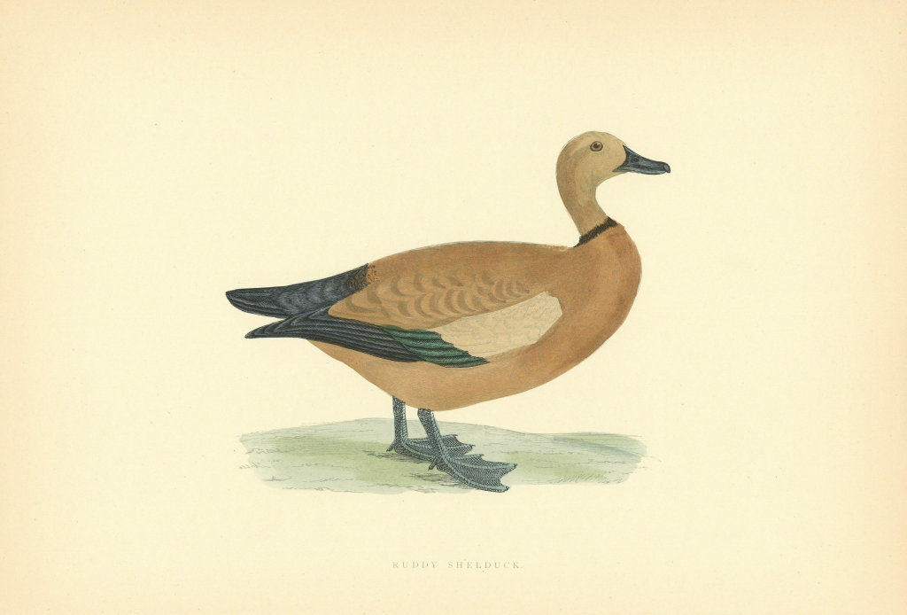 Ruddy Shelduck. Morris's British Birds. Antique colour print 1903 old