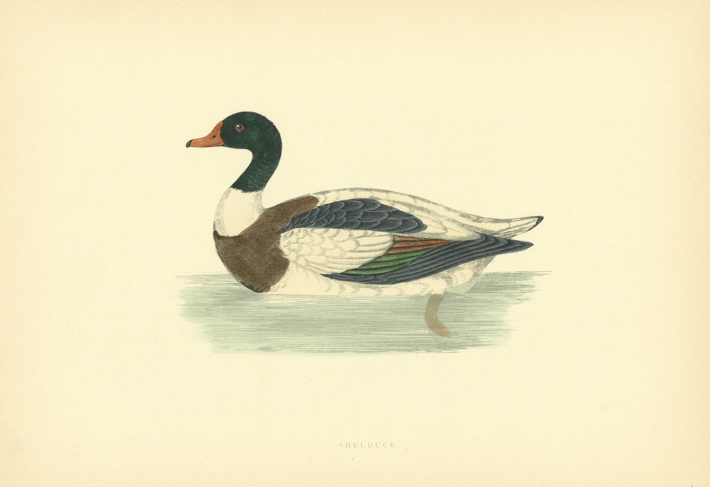 Shelduck. Morris's British Birds. Antique colour print 1903 old