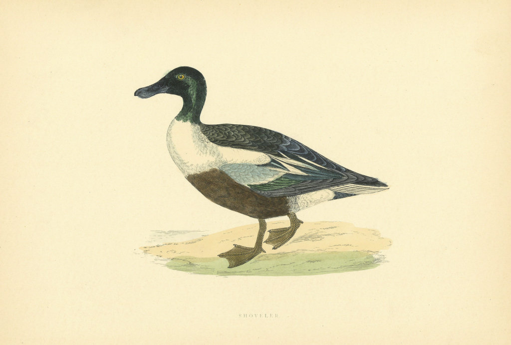 Shoveler. Morris's British Birds. Antique colour print 1903 old