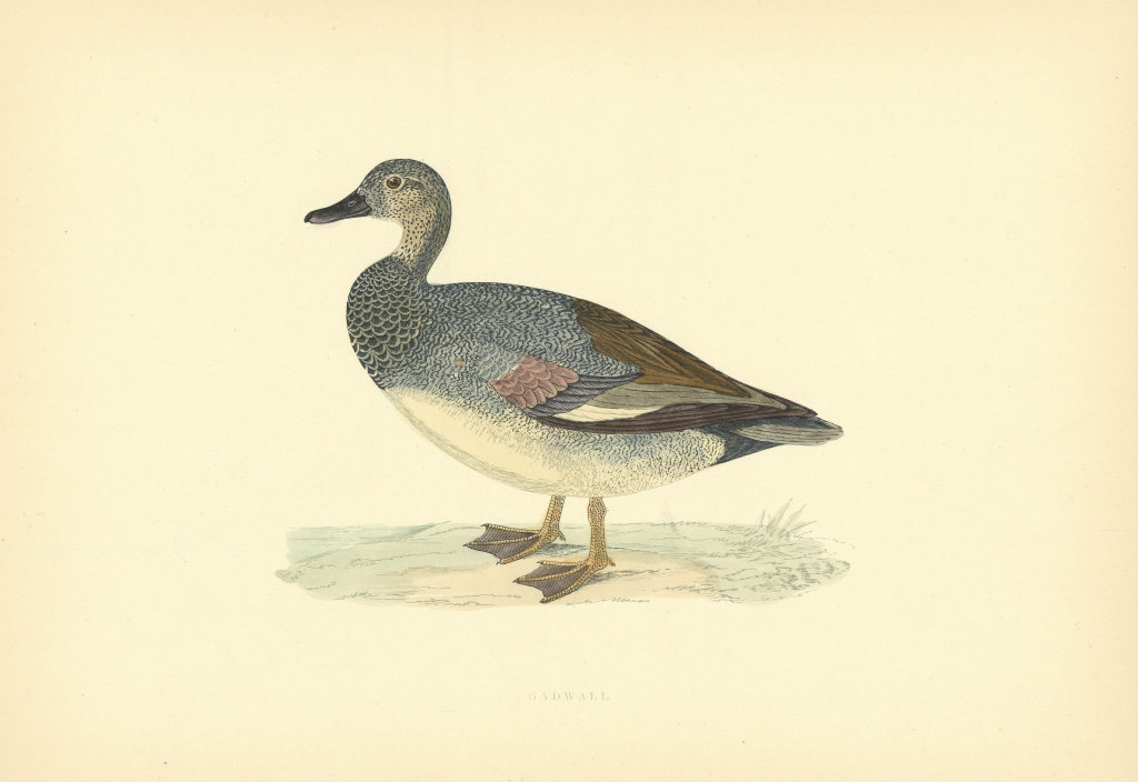 Gadwall. Morris's British Birds. Antique colour print 1903 old