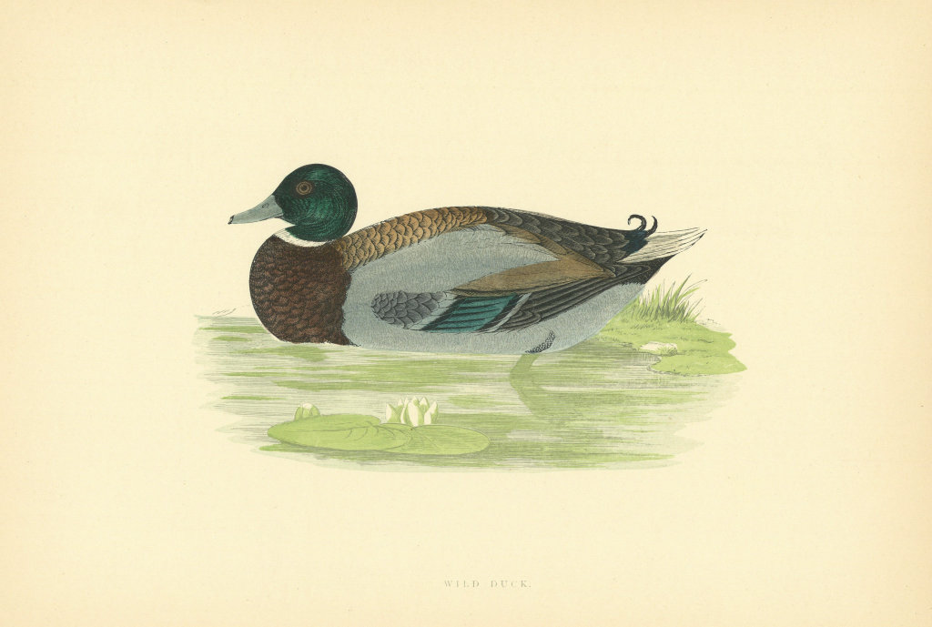 Wild Duck. Morris's British Birds. Antique colour print 1903 old