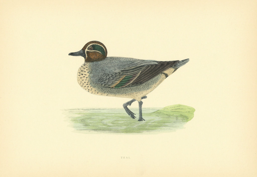 Teal. Morris's British Birds. Antique colour print 1903 old
