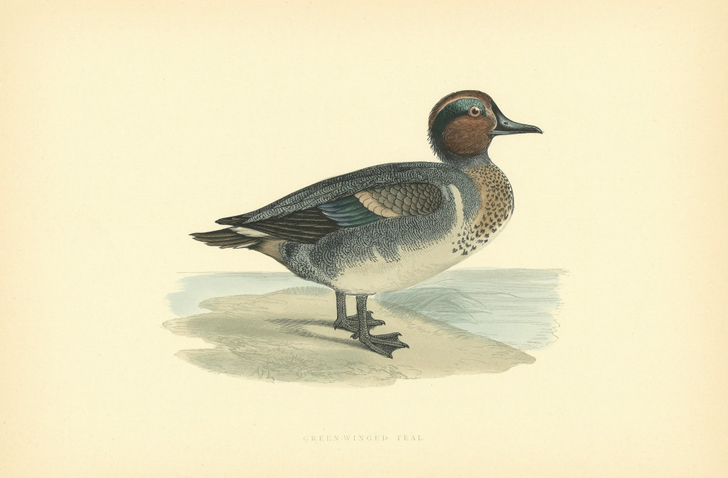 Green-winged Teal. Morris's British Birds. Antique colour print 1903 old