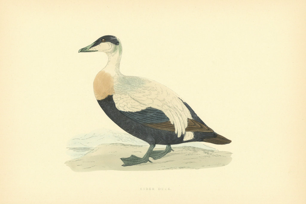 Associate Product Eider Duck. Morris's British Birds. Antique colour print 1903 old