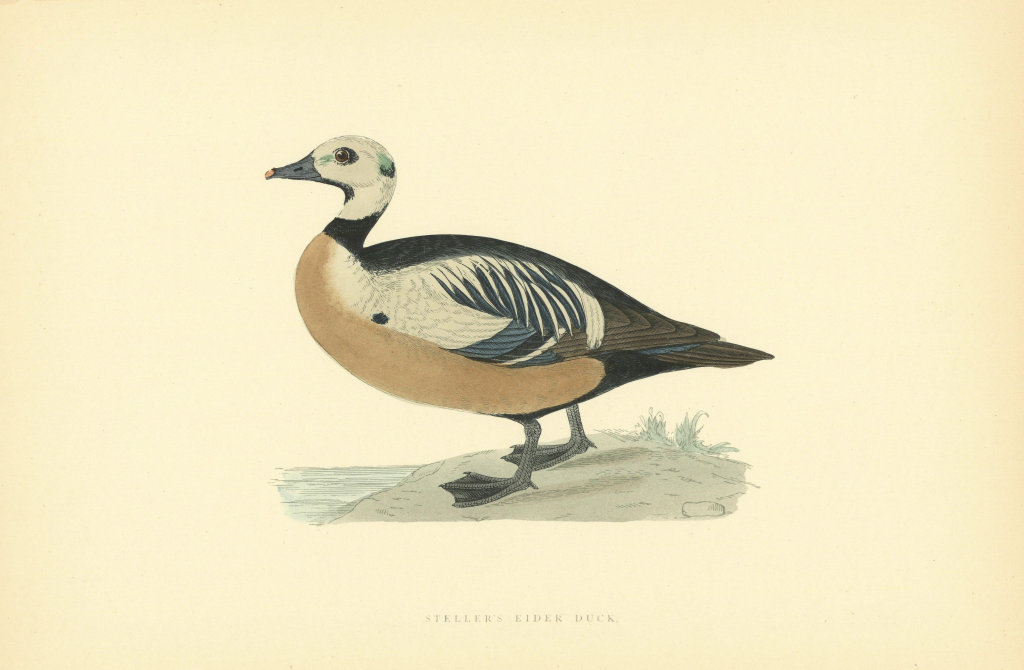 Steller's Eider Duck. Morris's British Birds. Antique colour print 1903