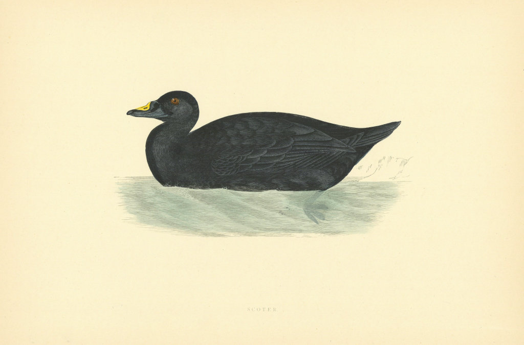 Scoter. Morris's British Birds. Antique colour print 1903 old