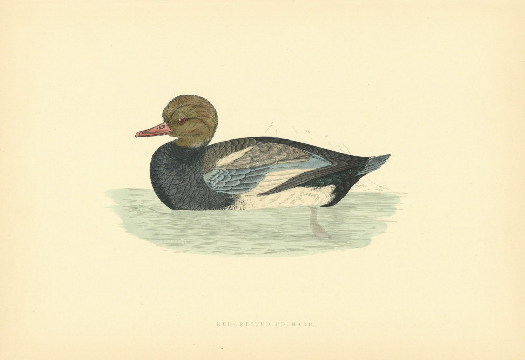 Red-Crested Whistling Duck. Morris's British Birds. Antique colour print 1903